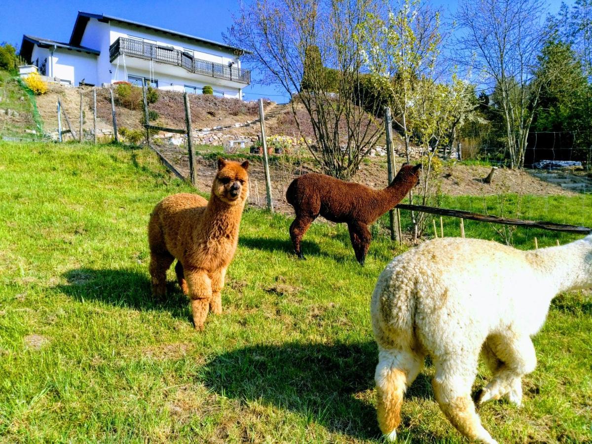 Ferienwohnung Alpaka Blick Schneppenbach Bagian luar foto